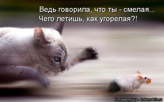 Ведь говорила, что ты - смелая... Чего летишь, как угорелая?!... Котоматрица: Ведь говорила, что ты - смелая... Чего летишь, как угорелая?!