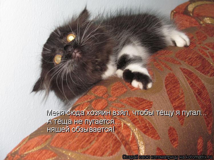 Меня сюда хозяин взял, чтобы тёщу я пугал... А тёща не пугается... няшей обзывается!... Котоматрица: Меня сюда хозяин взял, чтобы тёщу я пугал... А тёща не пугается... няшей обзывается!