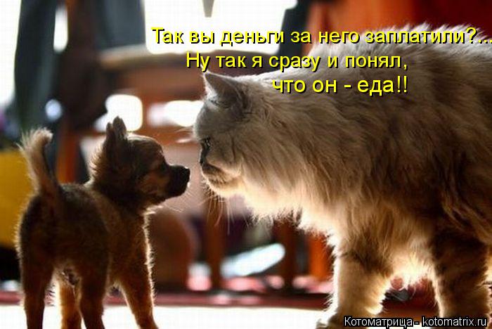 Так вы деньги за него заплатили?... Ну так я сразу и понял, что он - еда!!... Котоматрица: Так вы деньги за него заплатили?... Ну так я сразу и понял, что он - еда!!