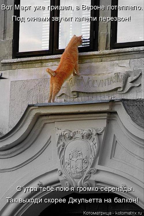 Под окнами звучит капели перезвон! Вот Март уже пришел, в Вероне потеплело. С утра тебе пою я громко ... Котоматрица: Под окнами звучит капели перезвон! Вот Март уже пришел, в Вероне потеплело. С утра тебе пою я громко серенады. Так выходи скорее Джульетта на