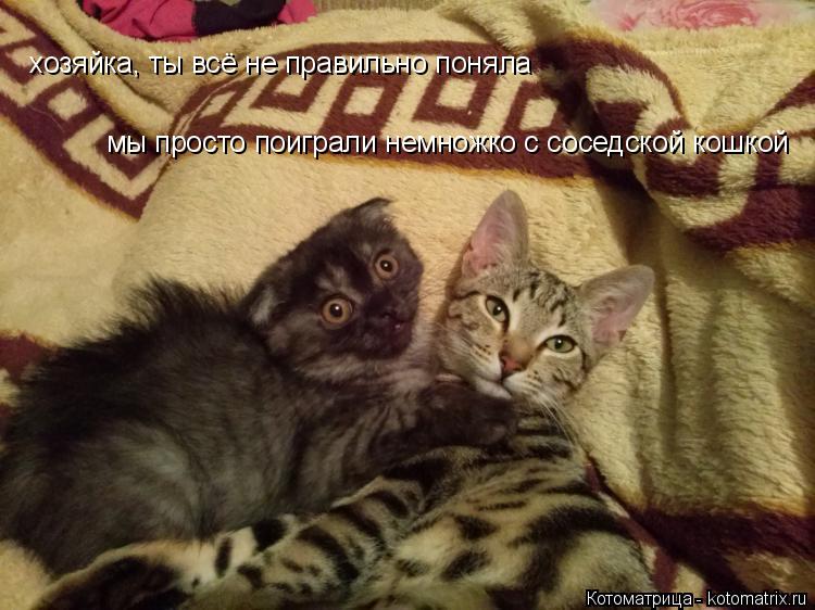 хозяйка, ты всё не правильно поняла мы просто поиграли немножко с соседской кошкой... Котоматрица: хозяйка, ты всё не правильно поняла мы просто поиграли немножко с соседской кошкой