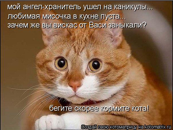мой ангел-хранитель ушел на каникулы... любимая мисочка в кухне пуста... зачем же вы вискас от Васи з... Котоматрица: мой ангел-хранитель ушел на каникулы... любимая мисочка в кухне пуста... зачем же вы вискас от Васи заныкали? бегите скорее кормите кота!