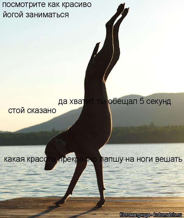 посмотрите как красиво да хватит ты обещал 5 секунд йогой заниматься стой сказано какая красота прек... Котоматрица: посмотрите как красиво да хватит ты обещал 5 секунд йогой заниматься стой сказано какая красота прекрасно лапшу на ноги вешать