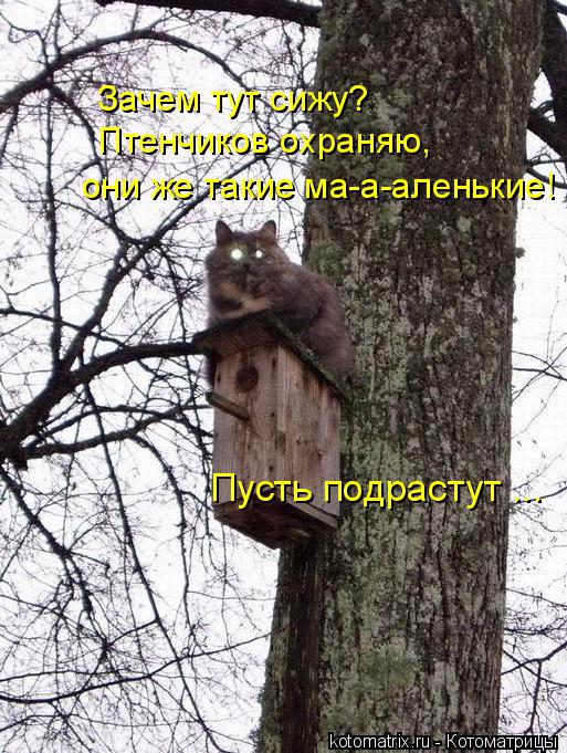 Зачем тут сижу? Птенчиков охраняю, они же такие ма-а-аленькие! Пусть подрастут ...... Котоматрица: Зачем тут сижу? Птенчиков охраняю, они же такие ма-а-аленькие! Пусть подрастут ...