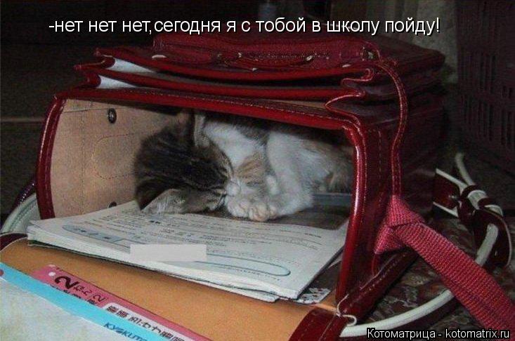 -нет нет нет,сегодня я с тобой в школу пойду!... Котоматрица: -нет нет нет,сегодня я с тобой в школу пойду!