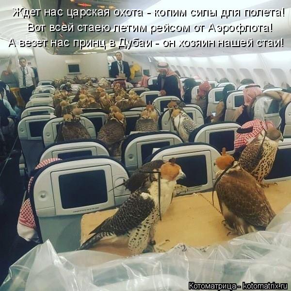 Вот всей стаею летим рейсом от Аэрофлота! Ждет нас царская охота - копим силы для полета! А везет нас... Котоматрица: Вот всей стаею летим рейсом от Аэрофлота! Ждет нас царская охота - копим силы для полета! А везет нас принц в Дубаи - он хозяин нашей стаи!