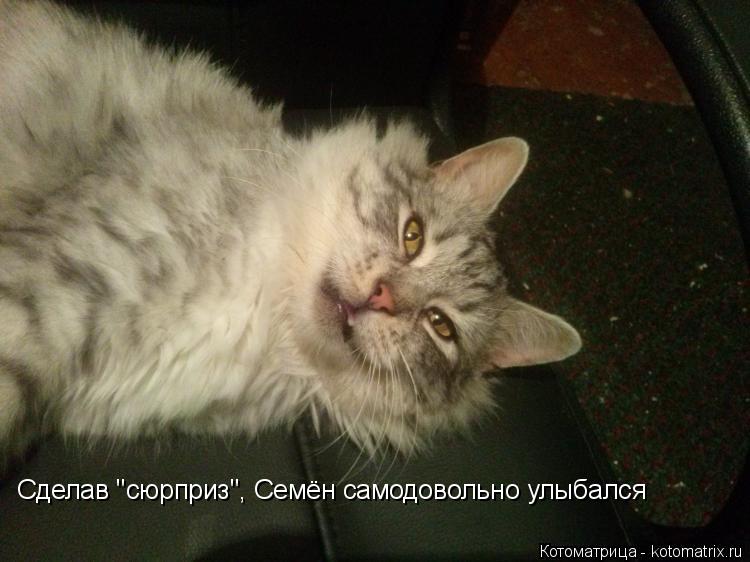 Сделав "сюрприз", Семён самодовольно улыбался... Котоматрица: Сделав "сюрприз", Семён самодовольно улыбался