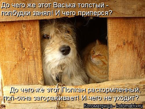До чего же этот Васька толстый - полбудки занял! И чего приперся? До чего же этот Полкан раскормленны... Котоматрица: До чего же этот Васька толстый - полбудки занял! И чего приперся? До чего же этот Полкан раскормленный, пол-окна загораживает! И чего не уходи