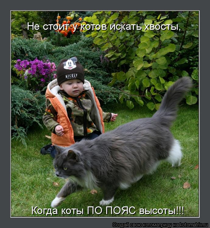 Котоматрица: Не стоит у котов искать хвосты, Когда коты ПО ПОЯС высоты!!!