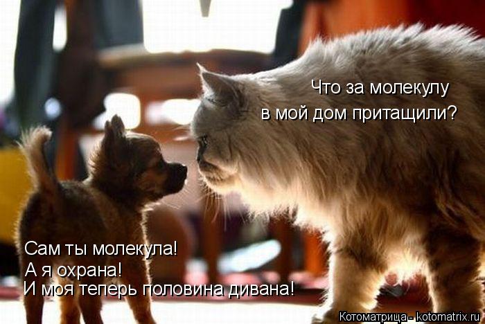 Котоматрица: Что за молекулу  в мой дом притащили? Сам ты молекула! А я охрана! И моя теперь половина дивана!