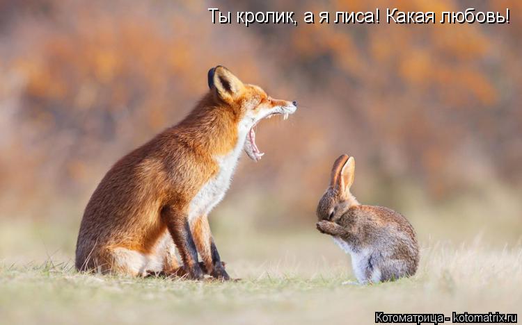 Котоматрица: Ты кролик, а я лиса! Какая любовь!