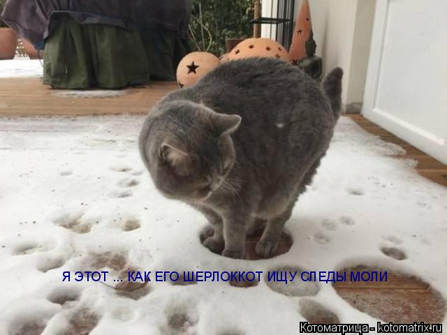 Котоматрица: Я ЭТОТ ... КАК ЕГО ШЕРЛОККОТ ИЩУ СЛЕДЫ МОЛИ