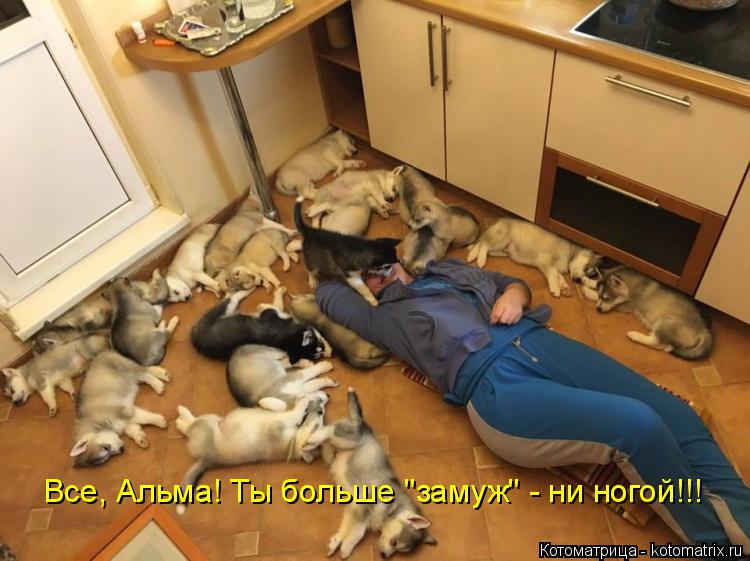 Котоматрица: Все, Альма! Ты больше "замуж" - ни ногой!!!