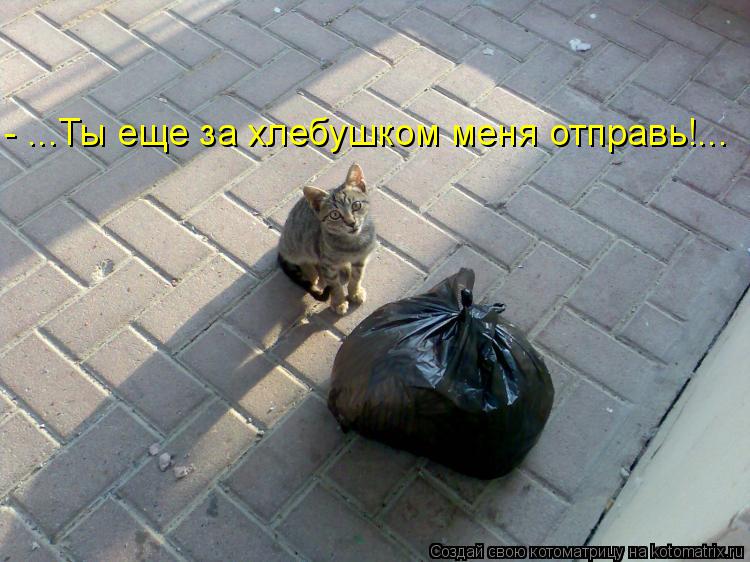 Котоматрица: - ...Ты еще за хлебушком меня отправь!...