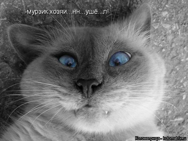 Котоматрица: -мурзик хозяи...нн...ушё...л!