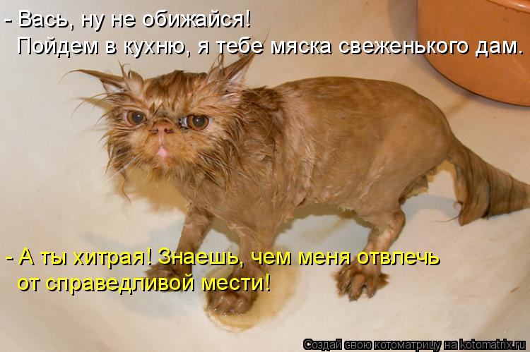 Котоматрица: - Вась, ну не обижайся!  Пойдем в кухню, я тебе мяска свеженького дам. - А ты хитрая! Знаешь, чем меня отвлечь  от справедливой мести!