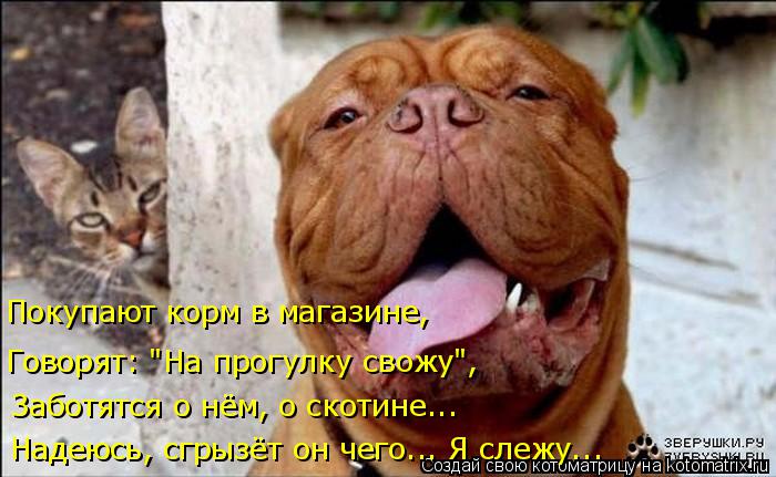 Покупают корм в магазине, Говорят: "На прогулку свожу", Заботятся о нём, о скотине... Надеюсь, сгрызё... Котоматрица: Покупают корм в магазине, Говорят: "На прогулку свожу", Заботятся о нём, о скотине... Надеюсь, сгрызёт он чего... Я слежу...