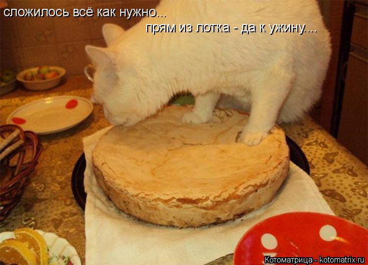 Котоматрица: сложилось всё как нужно... прям из лотка - да к ужину....
