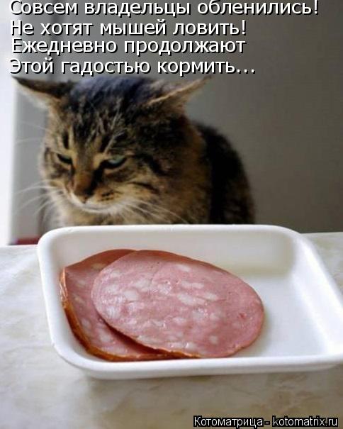 Котоматрица: Совсем владельцы обленились! Не хотят мышей ловить! Ежедневно продолжают Этой гадостью кормить...