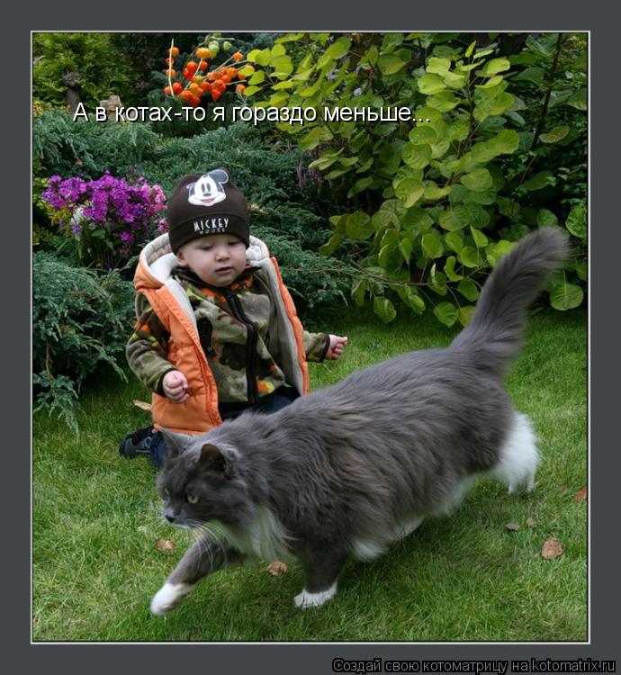 Котоматрица: А в котах-то я гораздо меньше...