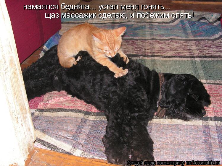 Котоматрица: намаялся бедняга... устал меня гонять...  щаз массажик сделаю, и побежим опять!