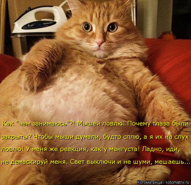 Котоматрица: Как "чем занимаюсь"?! Мышей ловлю! Почему глаза были закрыты? Чтобы мыши думали, будто сплю, а я их на слух  ловлю! У меня же реакция, как у мангу