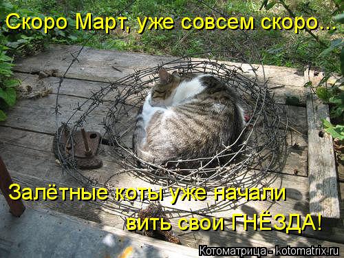 Скоро Март, уже совсем скоро... Залётные коты уже начали вить свои ГНЁЗДА!... Котоматрица: Скоро Март, уже совсем скоро... Залётные коты уже начали вить свои ГНЁЗДА!