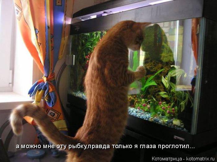 Котоматрица: а можно мне эту рыбку,правда только я глаза проглотил...