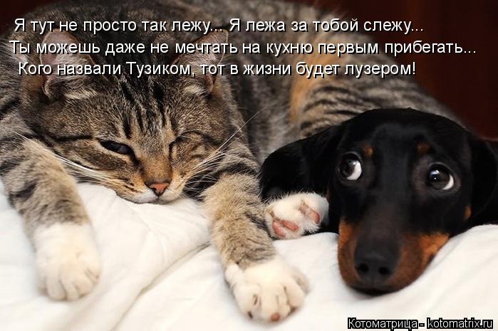 Я тут не просто так лежу... Я лежа за тобой слежу... Ты можешь даже не мечтать на кухню первым прибег... Котоматрица: Я тут не просто так лежу... Я лежа за тобой слежу... Ты можешь даже не мечтать на кухню первым прибегать... Кого назвали Тузиком, тот в жизни буд