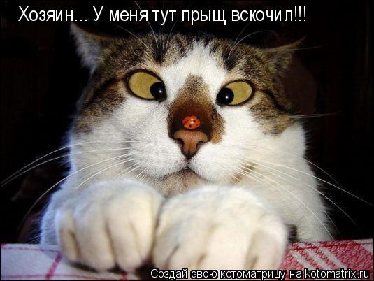Котоматрица: Хозяин... У меня тут прыщ вскочил!!!