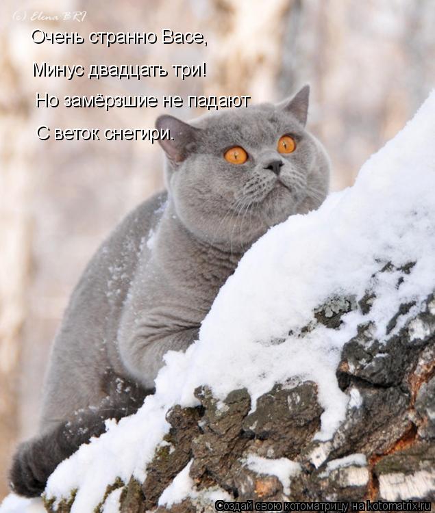 Котоматрица: Очень странно Васе, Минус двадцать три! Но замёрзшие не падают С веток снегири.