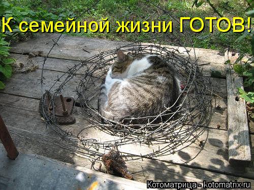 К семейной жизни ГОТОВ!... Котоматрица: К семейной жизни ГОТОВ!