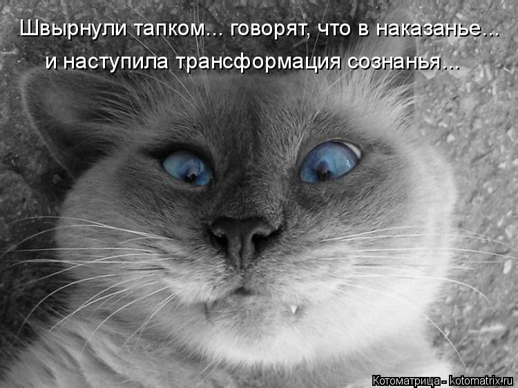 Котоматрица: Швырнули тапком... говорят, что в наказанье... и наступила трансформация сознанья...