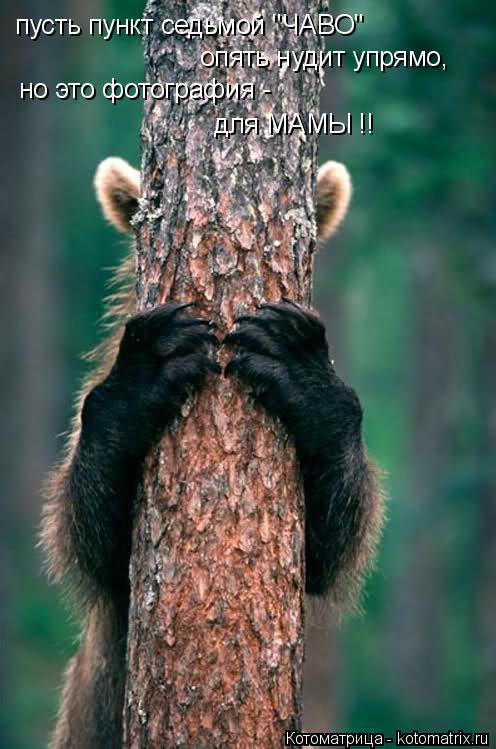 Котоматрица: пусть пункт седьмой "ЧАВО" опять нудит упрямо, но это фотография -  для МАМЫ !!