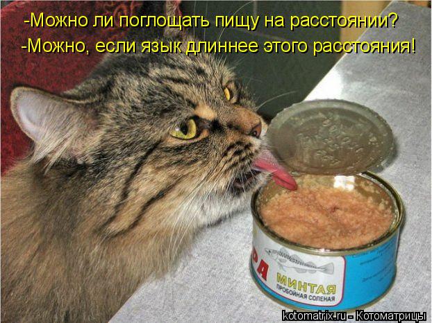 Котоматрица: -Можно ли поглощать пищу на расстоянии? -Можно, если язык длиннее этого расстояния!