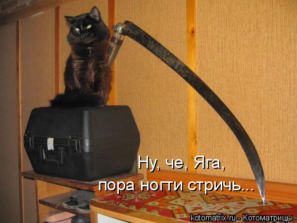 Котоматрица: пора ногти стричь... Ну, че, Яга,