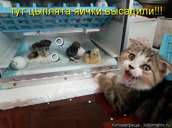 Котоматрица: тут цыплята яички высадили!!! О О О О