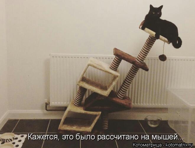 Котоматрица: Кажется, это было рассчитано на мышей...