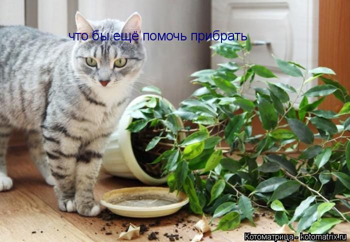 Котоматрица: что бы ещё помочь прибрать что бы ещё помочь прибрать
