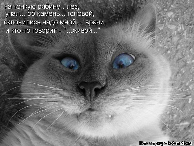 Котоматрица: на тонкую рябину... лез, упал... об камень... головой, и кто-то говорит -  "...живой..." склонились надо мной.... врачи,