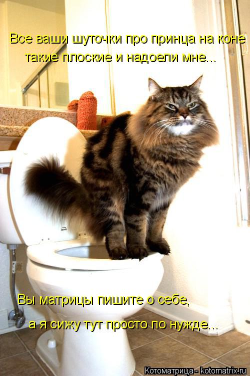 Котоматрица: Все ваши шуточки про принца на коне такие плоские и надоели мне... Вы матрицы пишите о себе, а я сижу тут просто по нужде...