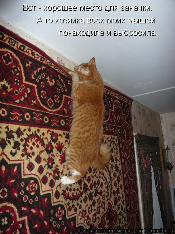 Котоматрица: Вот - хорошее место для заначки. А то хозяйка всех моих мышей  понаходила и выбросила.