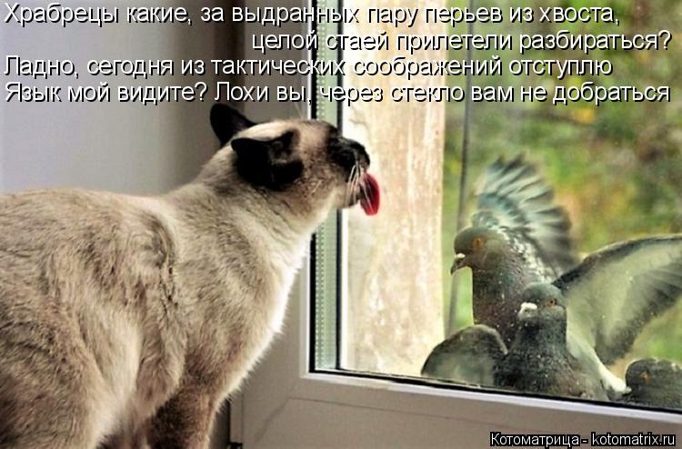 Храбрецы какие, за выдранных пару перьев из хвоста, целой стаей прилетели разбираться? Ладно, сегодня... Котоматрица: Храбрецы какие, за выдранных пару перьев из хвоста, целой стаей прилетели разбираться? Ладно, сегодня из тактических соображений отступлю