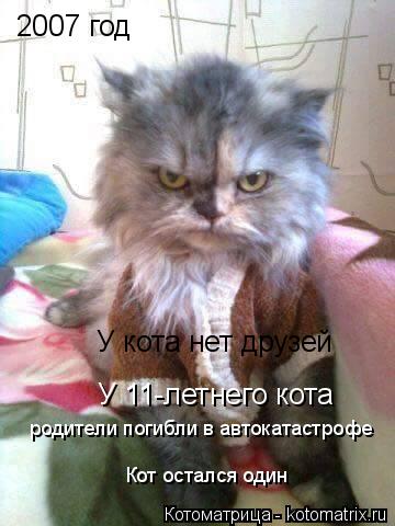 Котоматрица: 2007 год У кота нет друзей У 11-летнего кота родители погибли в автокатастрофе Кот остался один