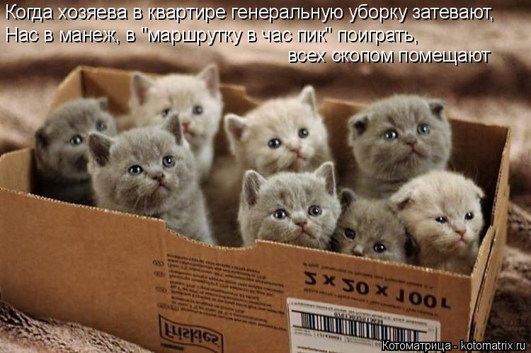 Когда хозяева в квартире генеральную уборку затевают, Нас в манеж, в "маршрутку в час пик" поиграть, ... Котоматрица: Когда хозяева в квартире генеральную уборку затевают, Нас в манеж, в "маршрутку в час пик" поиграть, всех скопом помещают