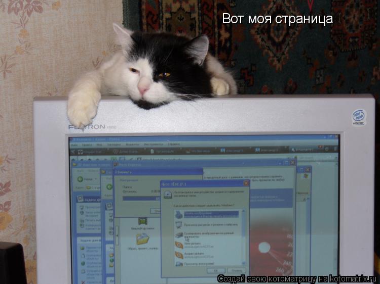 Вот моя страница... Котоматрица: Вот моя страница