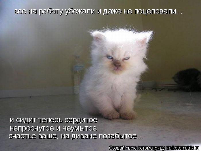все на работу убежали и даже не поцеловали... и сидит теперь сердитое непроснутое и неумытое счастье ... Котоматрица: все на работу убежали и даже не поцеловали... и сидит теперь сердитое непроснутое и неумытое счастье ваше, на диване позабытое...