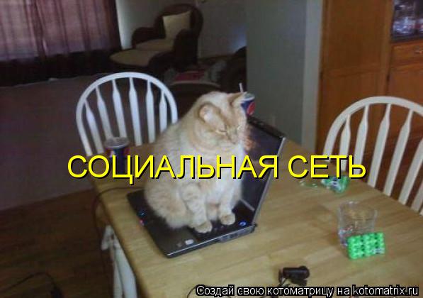 Котоматрица: СОЦИАЛЬНАЯ СЕТЬ