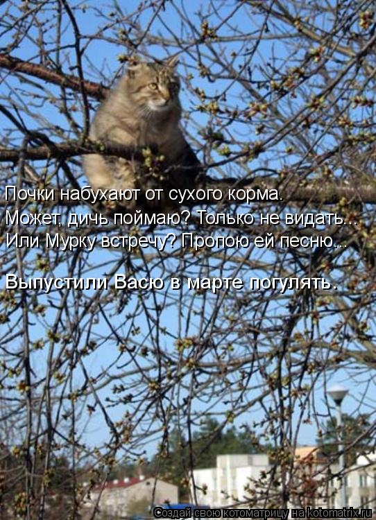 Котоматрица: Почки набухают от сухого корма. Может, дичь поймаю? Только не видать... Или Мурку встречу? Пропою ей песню... Выпустили Васю в марте погулять.