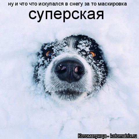 ну и что что искупался в снегу за то маскировка суперская... Котоматрица: ну и что что искупался в снегу за то маскировка суперская